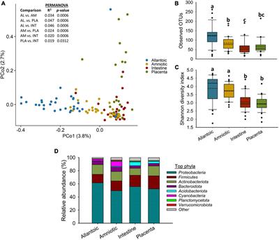 Characterization of the Microbiota Associated With 12-Week-Old Bovine Fetuses Exposed to Divergent in utero Nutrition